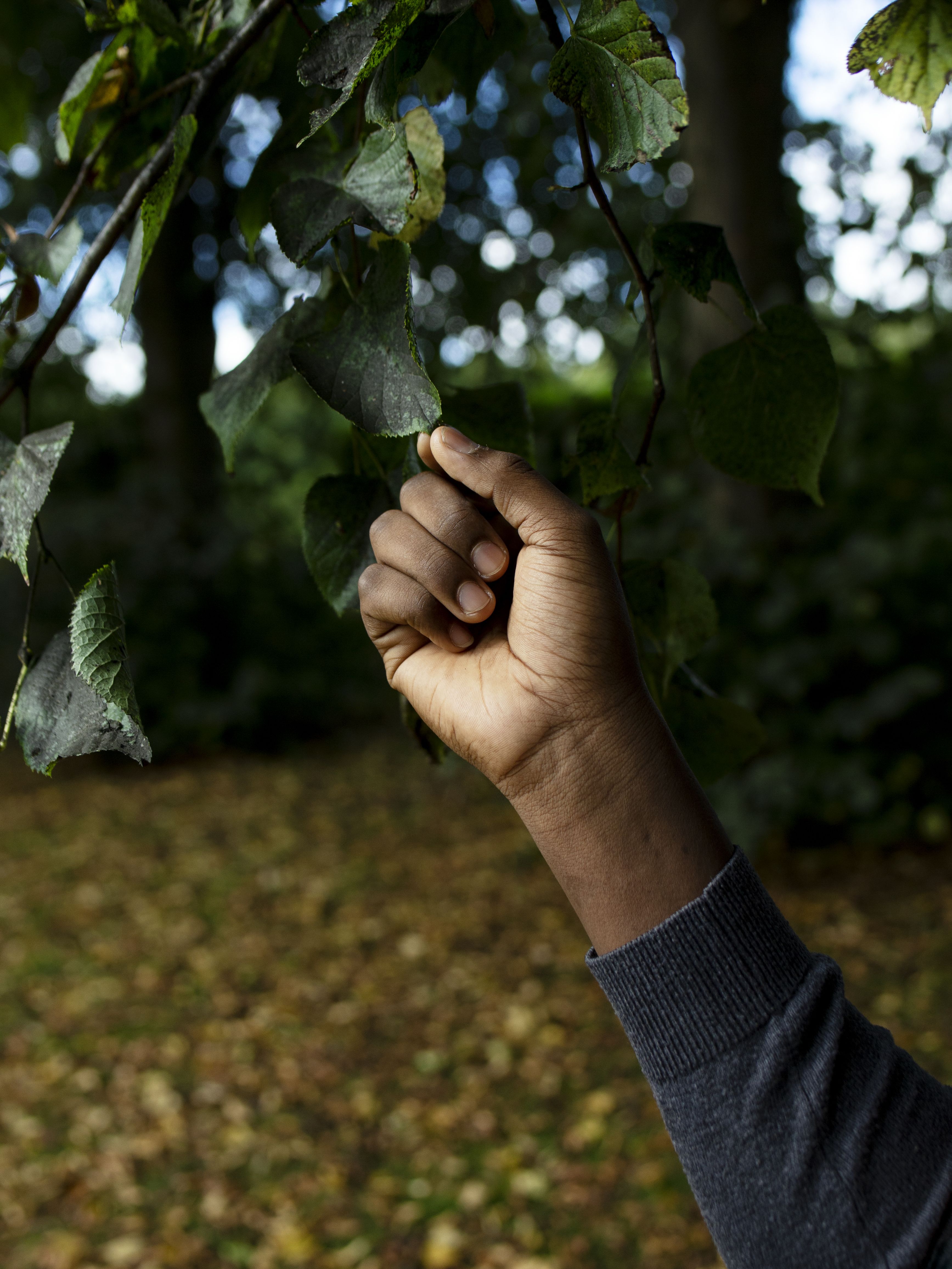 A photo of a person holding up their hand to a tree leaf